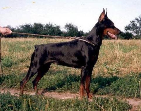 Fedorhorst Bianca iz Ruskogo Doma | Black Doberman Pinscher