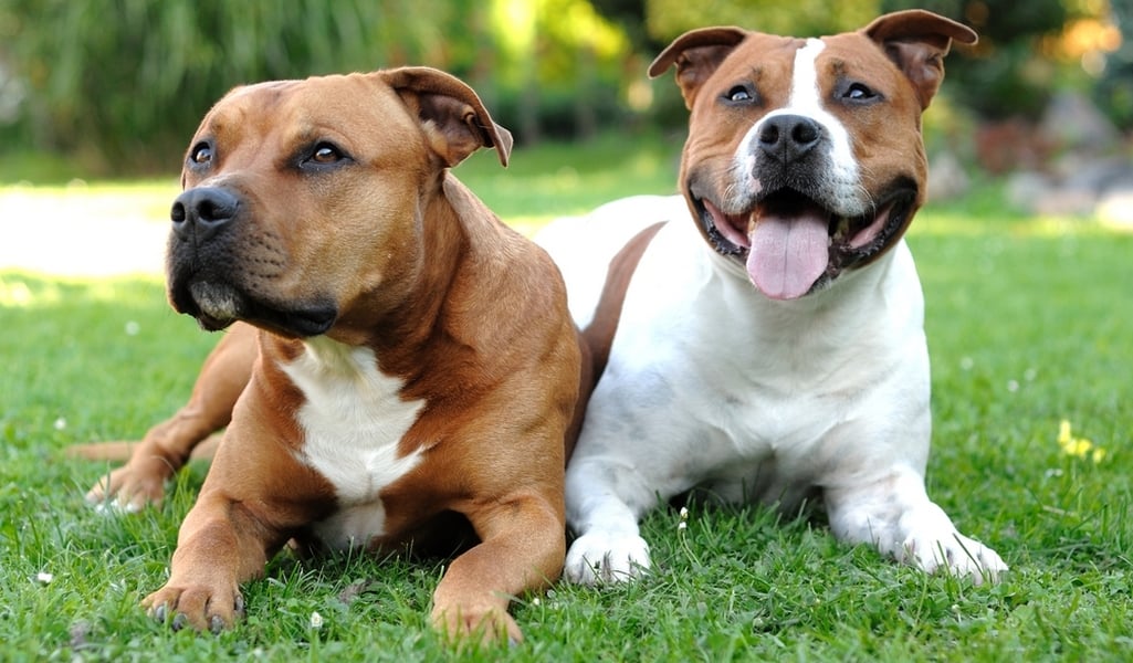 Staffordshire Bull Terrier