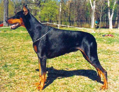 Komtessa de Gor | Black Doberman Pinscher