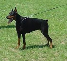 Fedorhorst Tsarina | Black Doberman Pinscher