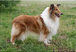 HOUM TET A TET YANNETTE | Rough Collie 