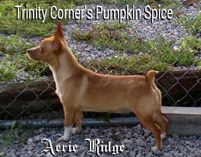 Trinity Corner's Pumpkin Spice | Teddy Roosevelt Terrier 