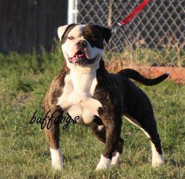 Buffdog's Rocky of Bolder Bullies | Olde English Bulldogge 