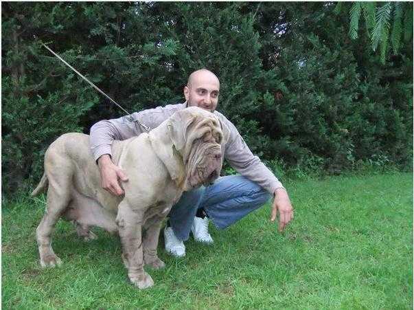 REGINA DELLO STRADONE VESUVIANO | Neapolitan Mastiff 