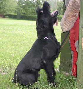 Lucky Lee vom Beisetal | Giant Schnauzer 