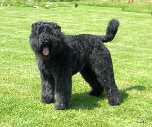 Flamand-Falvi Angel Vilma | Bouvier des Flandres 