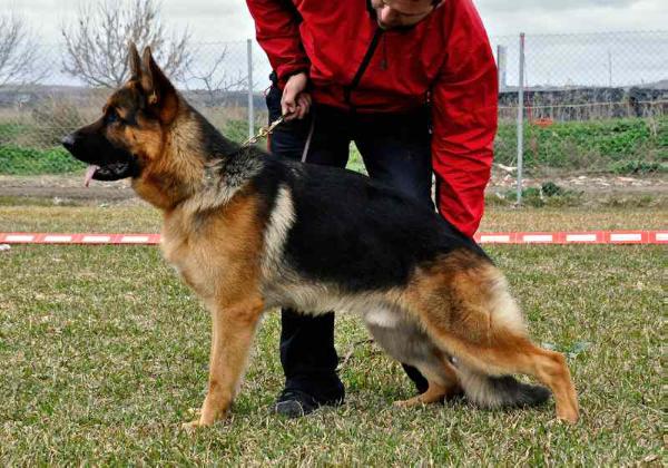 Karly de Yenican | German Shepherd Dog 
