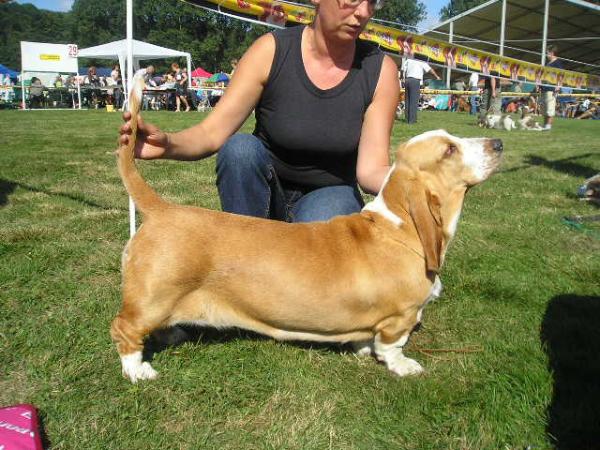 CLOE GLOOMY CLOWN | Basset Hound 