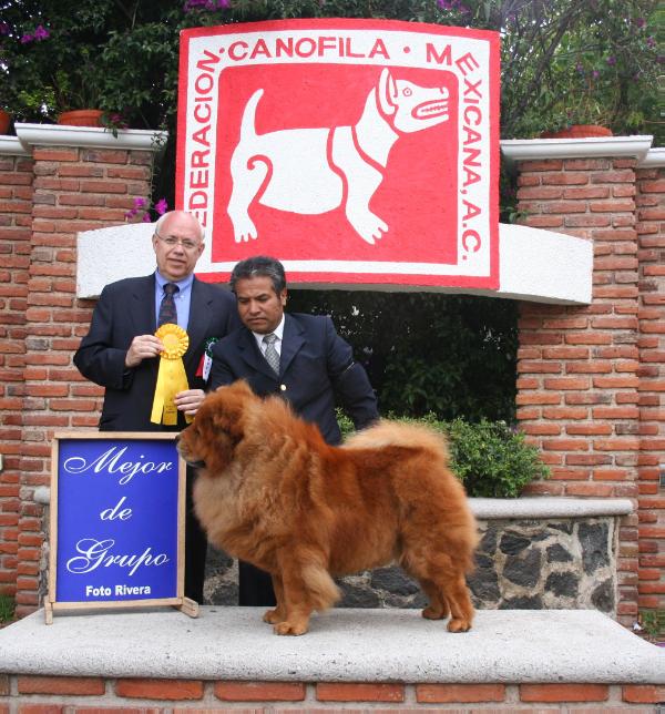 Poockie (Hoyo) Mex. FCI. | Chow Chow 
