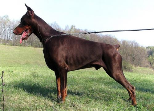 Fedorhorst Orion | Brown Doberman Pinscher