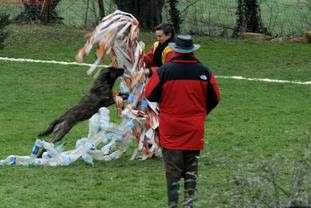 Tanit des Crocs de l'Olympe | Dutch Shepherd 