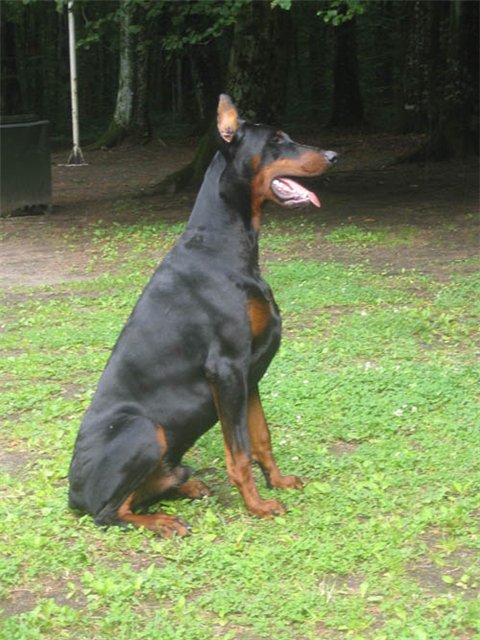 Lanzo de Bella y Feliz Estrella | Black Doberman Pinscher