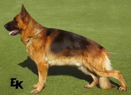 Flash Avax Hof | German Shepherd Dog 