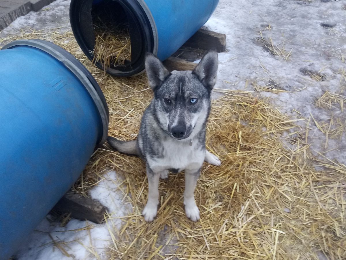 Deer Creek’s Thea of Evergreen 96.66 | Siberian Husky 