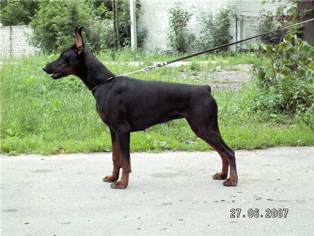 Ledy Lexus de Bella y Feliz Estrella | Black Doberman Pinscher