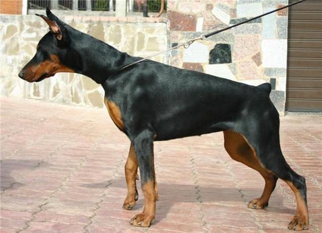 Lil-Pimms Livaga de Bella y Feliz Estrella | Black Doberman Pinscher