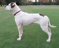 Belles Creek Zuri | American Bulldog 