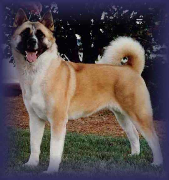 TimberSky's Moonlight Desire | Akita 