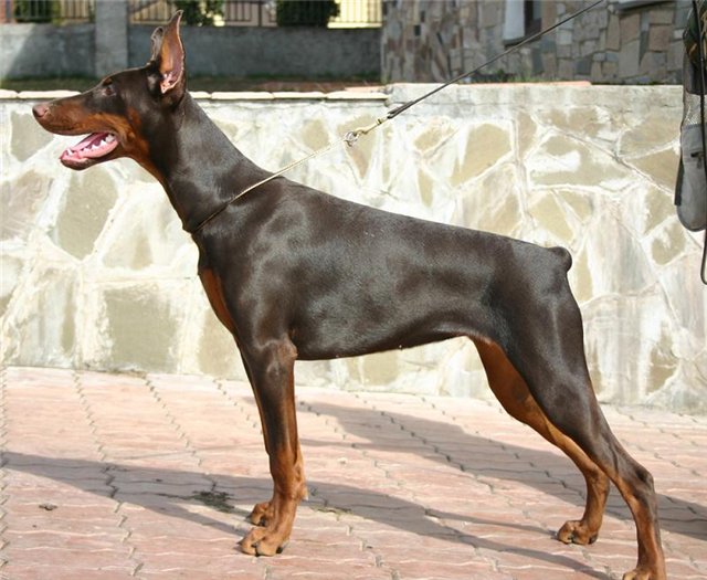 LaLuna de Bella y Feliz Estrella | Brown Doberman Pinscher