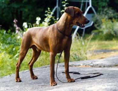 Yarracitta ROSMARIINIRICU | German Pinscher 