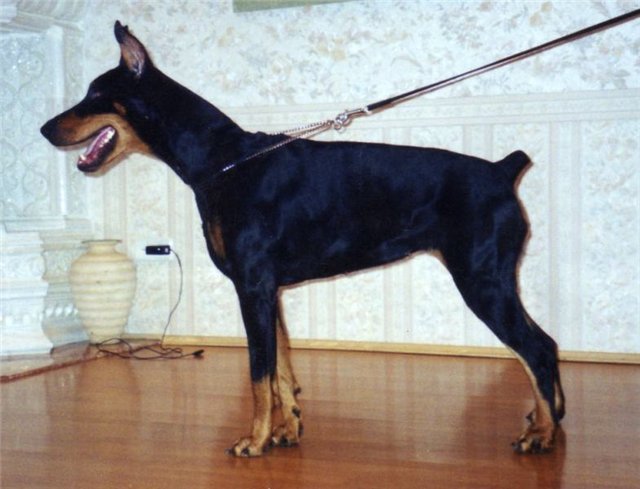 Besi z Jakova Mlyna | Black Doberman Pinscher