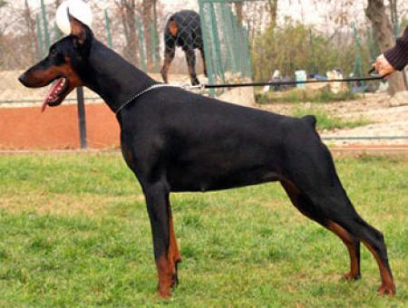 Zulu Lady di Altobello | Black Doberman Pinscher