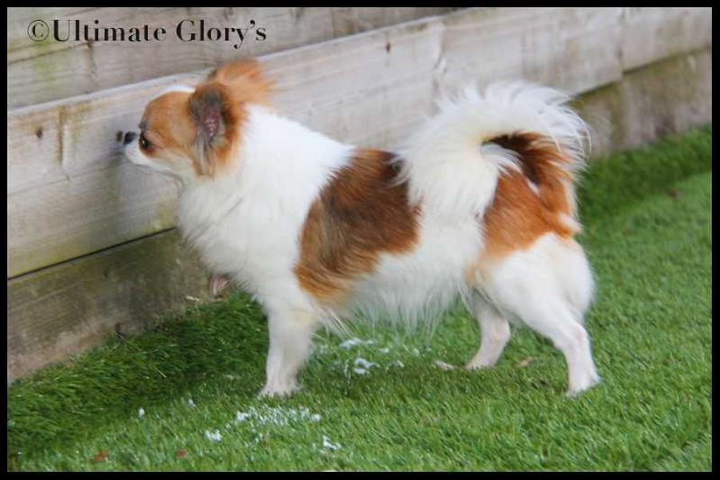 Ultimate Glory's Follow the Queen | Chihuahua 