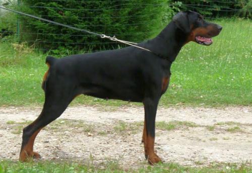 Baccara Balcanica Forever Star | Black Doberman Pinscher