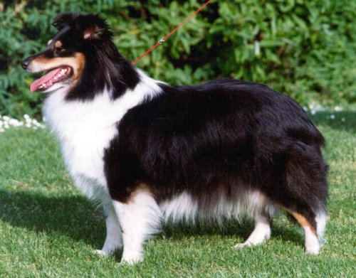 Black Toffifee of Silver Shadow | Shetland Sheepdog 