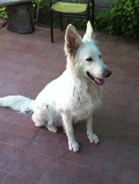 Wendy Claire Blancos del Sur | White Swiss Shepherd Dog 