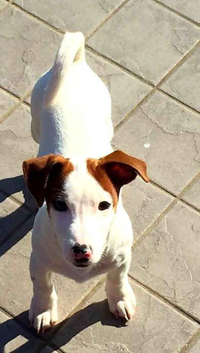 Seth Di Casa Costantino | Jack Russell Terrier 