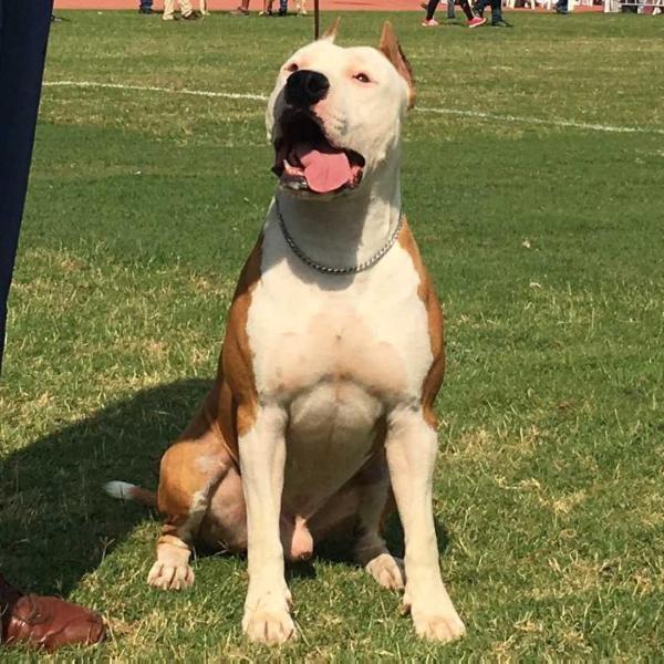 Egor of Cedar Valley | American Staffordshire Terrier 
