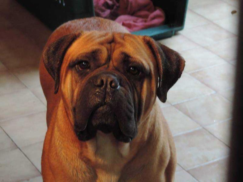 FATIMA DEL MCD | Bullmastiff 