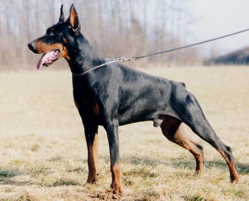 Scott v. Engelthal | Black Doberman Pinscher