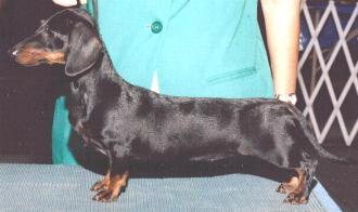 Duchwood's After Dark | Dachshund 