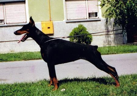 Vala v. Vila Medvedgradska | Black Doberman Pinscher