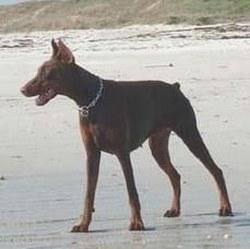 Thalia-Creta de La Villa De Channes | Brown Doberman Pinscher