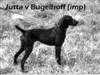 Jutta Vom Bugelhof | German Shorthaired Pointer 