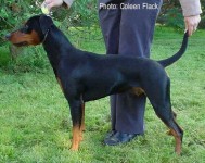 Lilla Enebys VICTORY FOR CERIINAN | German Pinscher 