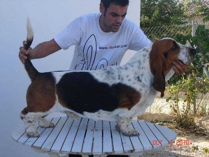 ELMO OLEA BULLS | Basset Hound 