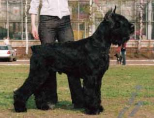 Gloris Number One | Giant Schnauzer 