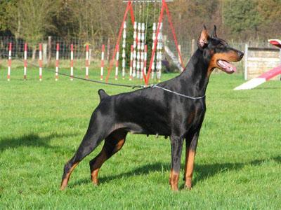 Athena Du Clos des Grognards | Black Doberman Pinscher