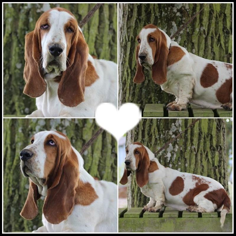 In love De La Flamme Sacrée D'Hestia | Basset Hound 