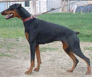 Diddle of Diddle | Black Doberman Pinscher