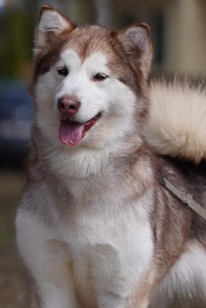 SNOWLAKE OF ALASKA CIMONA | Alaskan Malamute 