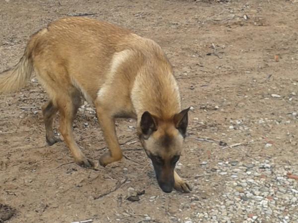 Kathy's Gypsy's Jasmine | Belgian Malinois 