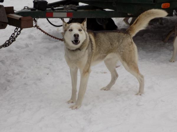 RJ's Zeus 93.3 | Siberian Husky 