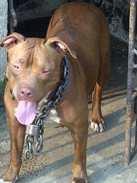 Klawz Rhino | American Pit Bull Terrier 