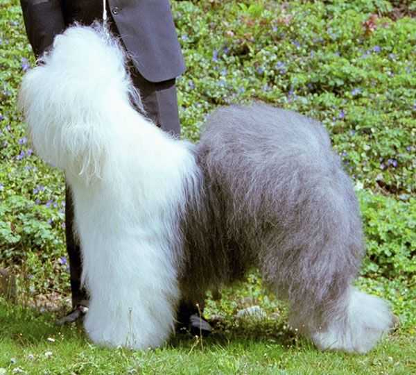 Manrose Power Of Love | Old English Sheepdog 