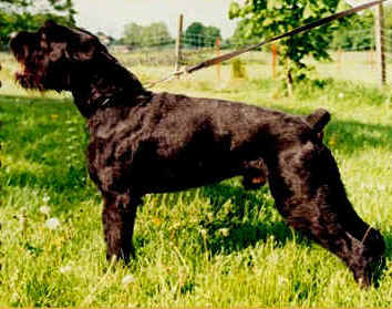 Ecco von Koeppel | Giant Schnauzer 